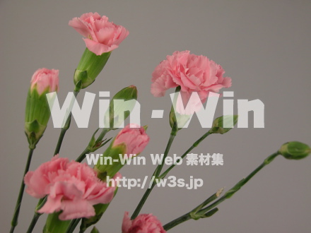 カーネーションの写真素材 W-010022