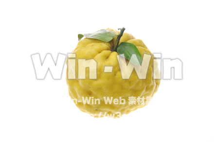 柚子の写真素材 W-011662