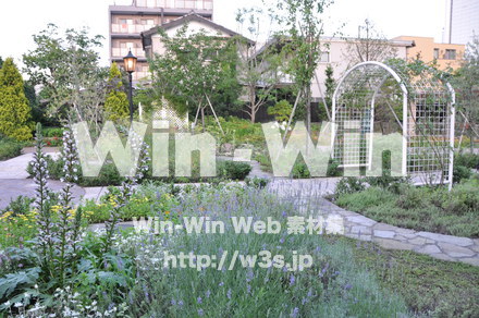 ハーブの写真素材 W-010128