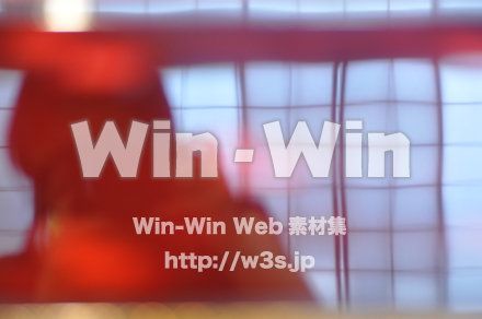 木の表情の写真素材 W-010863