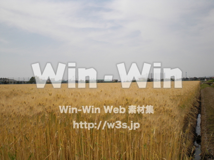 収穫の写真素材 W-010723