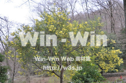 レンギョウの写真素材 W-011919