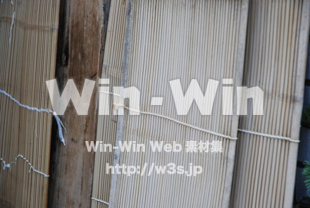 木の表情の写真素材 W-010866