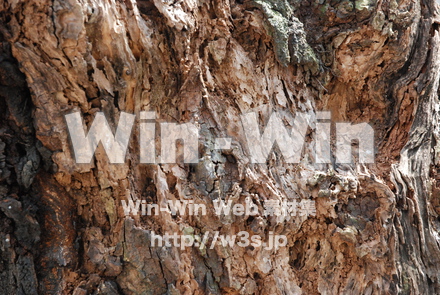 木の表情の写真素材 W-010853