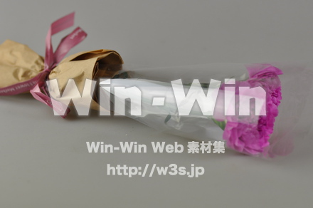カーネーションの写真素材 W-010032