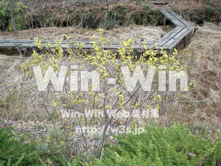 葉っぱの写真素材 W-010188