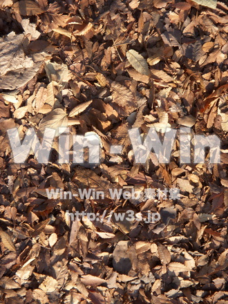 落ち葉の写真素材 W-011782