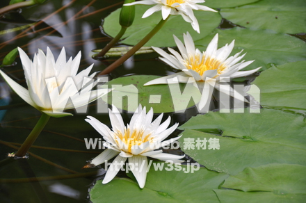 水連の写真素材 W-011829