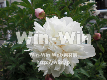 不明な花の写真素材 W-011987