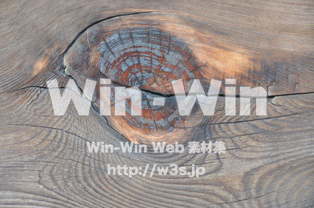 木の表情の写真素材 W-010868