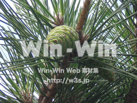 葉っぱの写真素材 W-010202