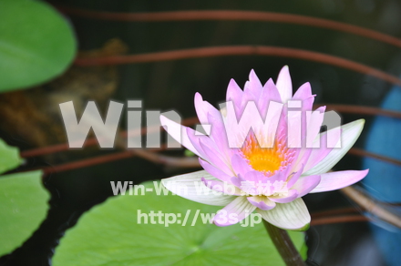 水連の写真素材 W-011830