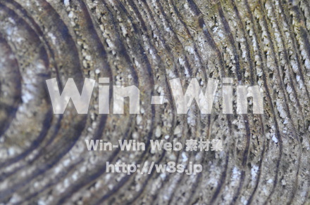 木の表情の写真素材 W-010852