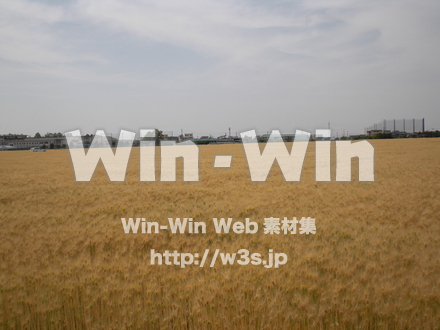 収穫の写真素材 W-010721