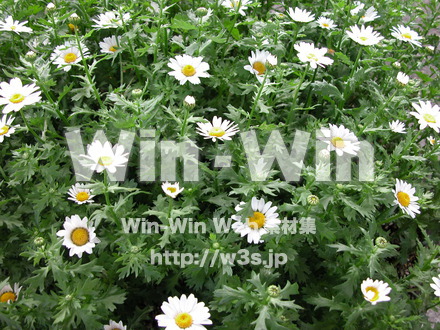 菊の写真素材 W-011875