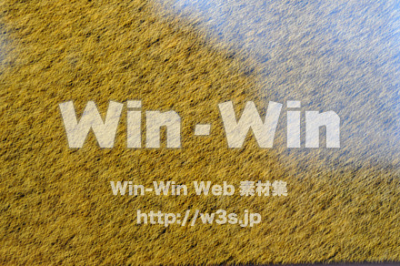 木の表情の写真素材 W-010858