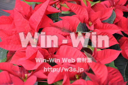 シクラメンの写真素材 W-011836