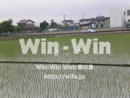 田んぼの写真素材 W-010730