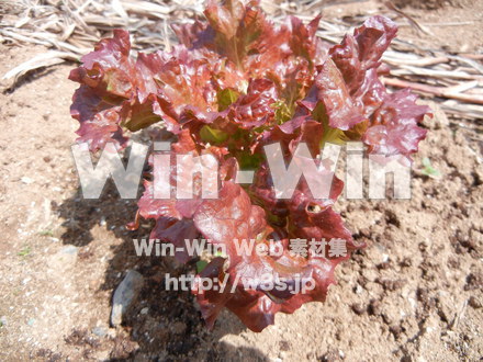 野菜の写真素材 W-011207