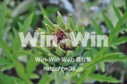 ハーブの写真素材 W-010161