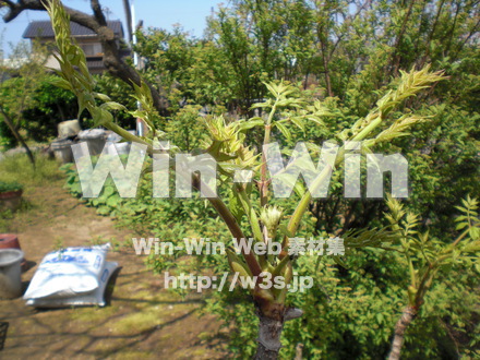 葉っぱの写真素材 W-010184