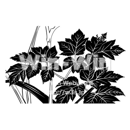 アシタバの葉のシルエット素材 W-011729