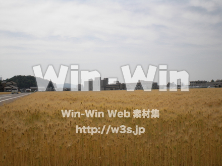 収穫の写真素材 W-010722