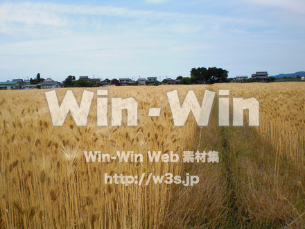 収穫の写真素材 W-010727