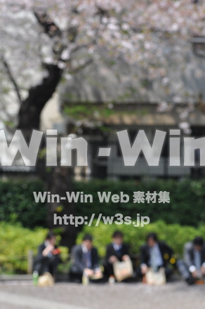 お花見の写真素材 W-013192