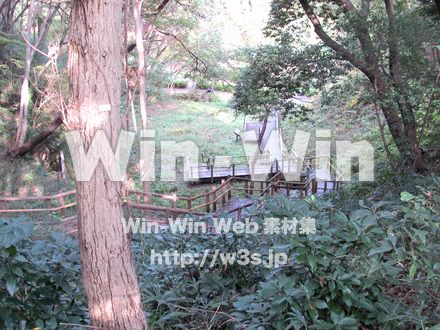 東高根森林公園。の写真素材 W-013014