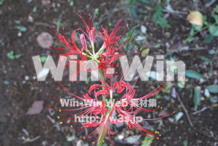 彼岸花ですの写真素材 W-012640