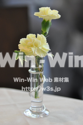 カーネーションの写真素材 W-012260