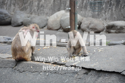 ニホンザルの写真素材 W-013211