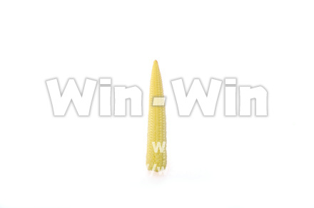 ヤングコーンの写真素材 W-013829