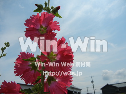 タチアオイの写真素材 W-012125