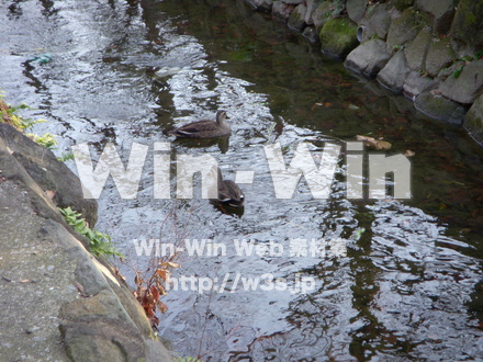 平和記念公園　20の写真素材 W-012736