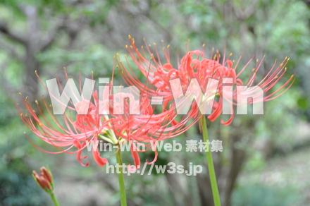 彼岸花ですの写真素材 W-012637