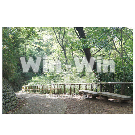 生田緑地　道３の写真素材 W-013284