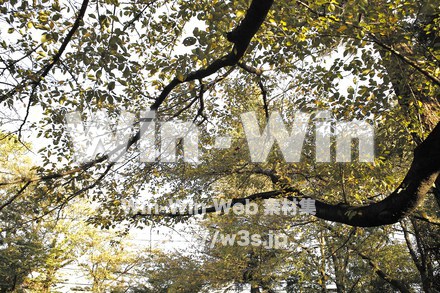 西福寺古墳の写真素材 W-013230