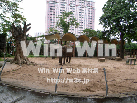 ゾウの写真素材 W-013205