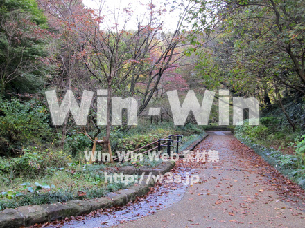 東高根森林公園。の写真素材 W-013032