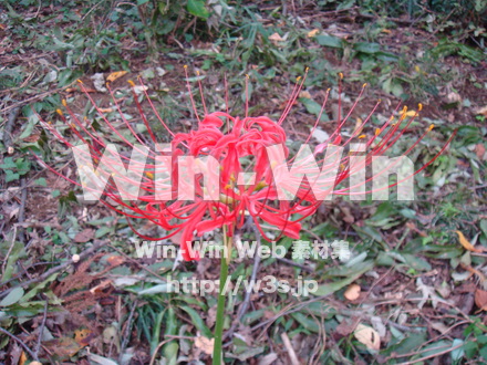 彼岸花の写真素材 W-012641