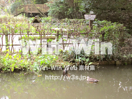 東高根森林公園。の写真素材 W-013047