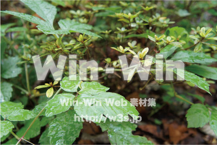 雨にぬれる葉の写真素材 W-013456