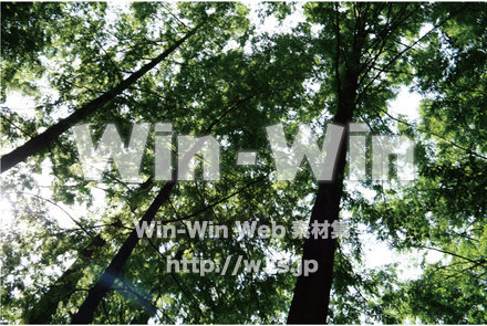 森林　木漏れ日の写真素材 W-013453