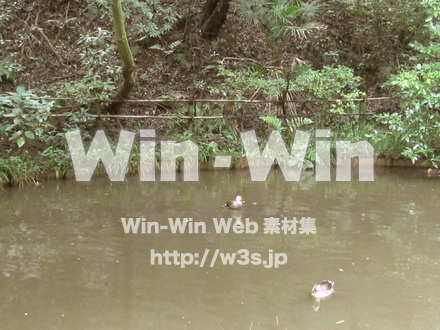 東高根森林公園。の写真素材 W-013046