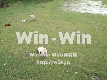 カンボジアにての写真素材 W-013203