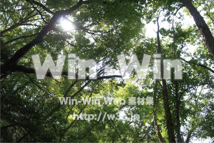 木漏れ日の写真素材 W-013452