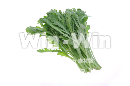 春菊の写真素材 W-012998