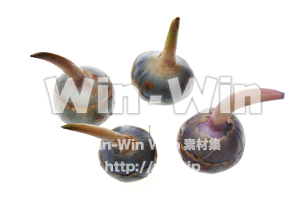 くわいの写真素材 W-012978